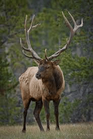 Elk project update – new habitat site being developed