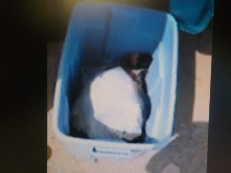 OPP Request Public Help in Animal Cruelty Case