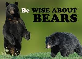 Bear Attack near The Sault – Woman Treated for Injuries