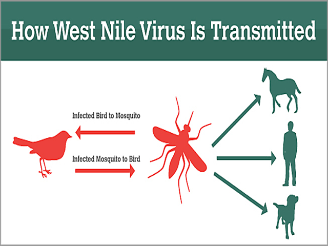 Algoma Health issues West Nile warning