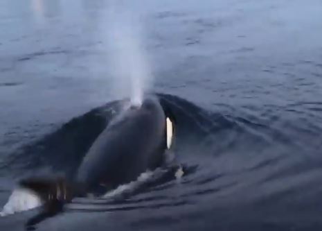 Close orca encounter off Powell River shores