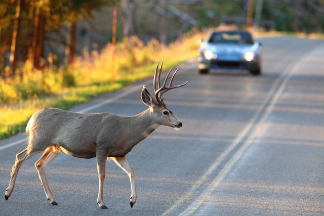 Deer on the roadways