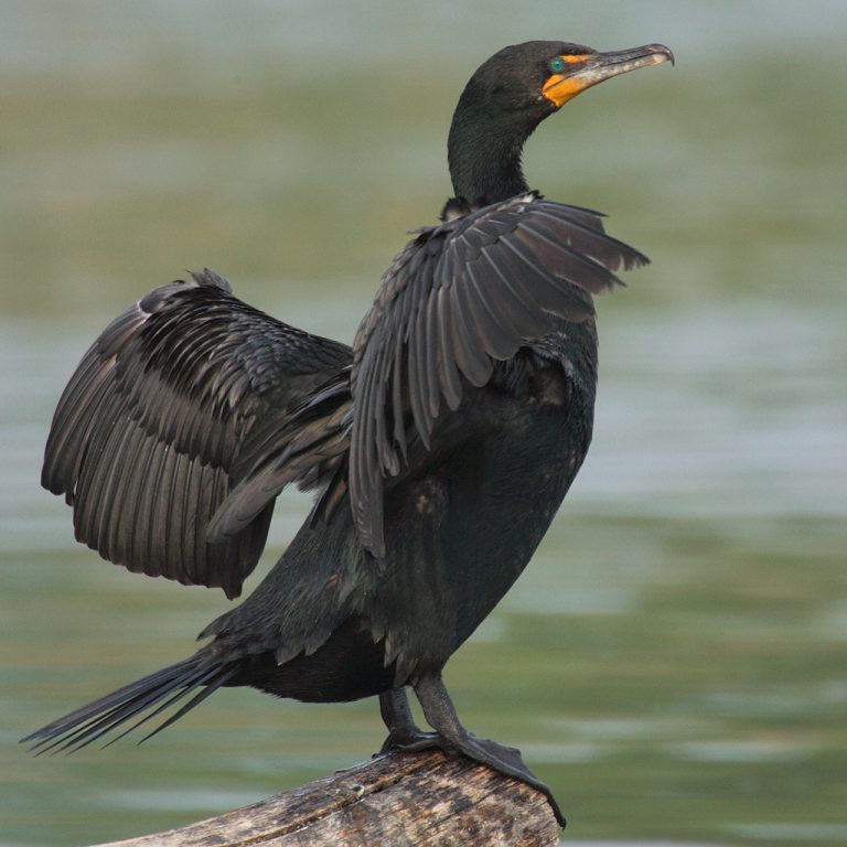 Ontario government proposes cormorant cull