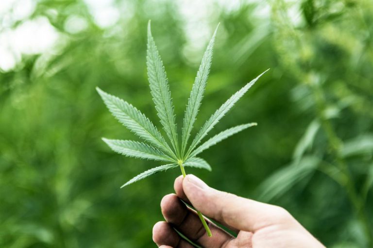 Elliot Lake votes for cannabis stores, Espanola wants more info