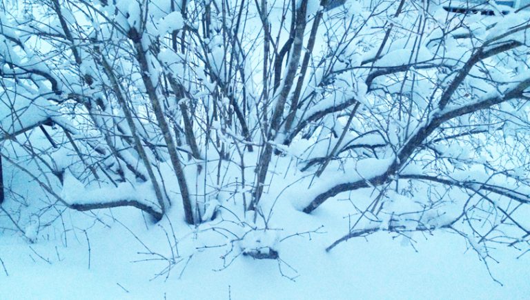 WINTER STORM WARNING IN EFFECT