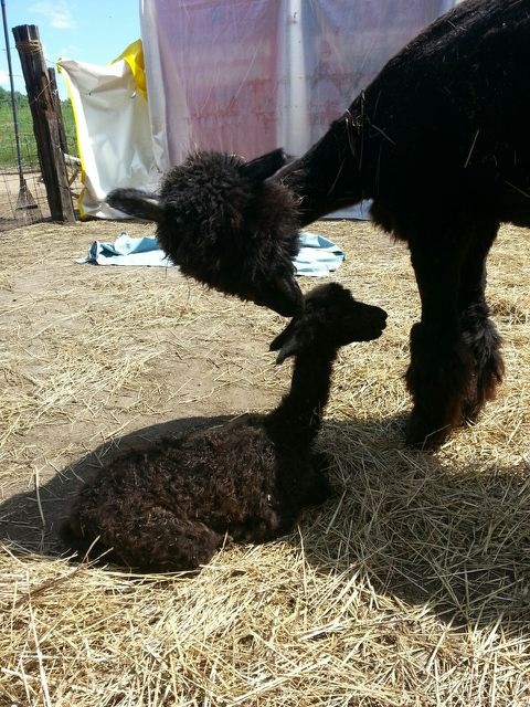 Alpaca shearing is just around the corner