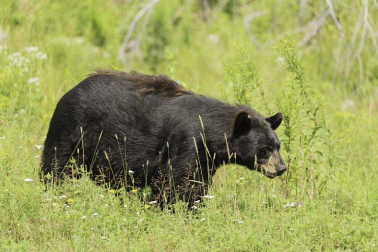 MNRF studying if black bears return to familiar grounds