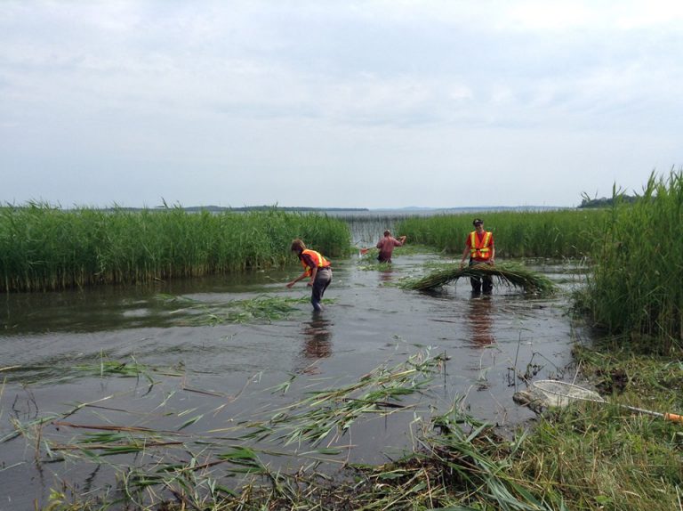 Clearing out an invasive species