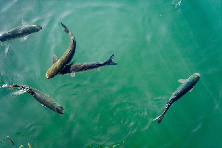 MPP Michael Mantha on Ontario investment in Manitoulin Aquaculture
