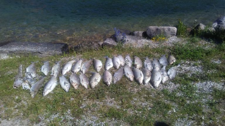Environmental stress confirmed in Island lakes fish die-off issue