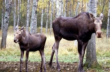 Ontario seeks feedback on moose management