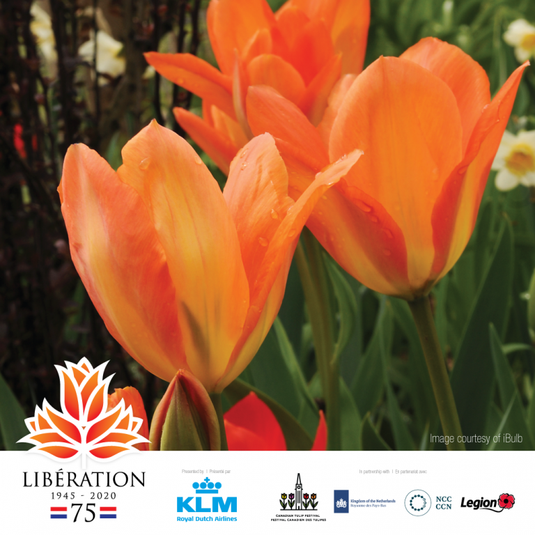 Espanola Gardeners promoting Orange Tulip Campaign