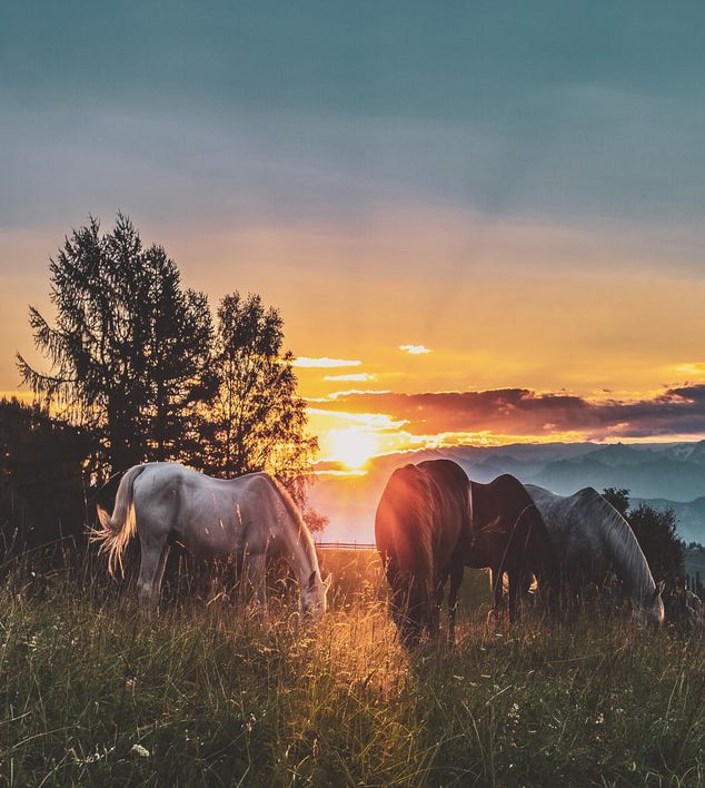 Two local horses test positive for Eastern Equine encephalitis