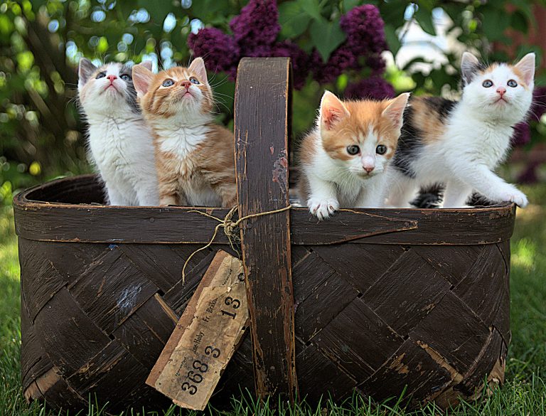 Illegal dumping of live kittens and cats not allowed