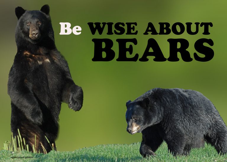 Bears don’t practice physical distancing, so stay vigilant