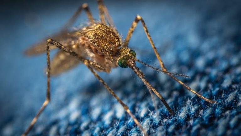 Island mosquito tests positive for West Nile Virus