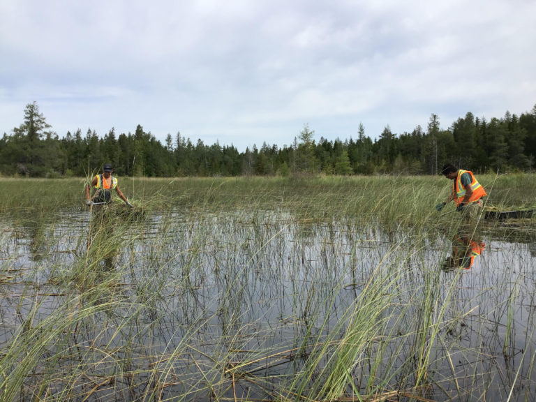 Results of the Manitoulin Phragmites Project 2020