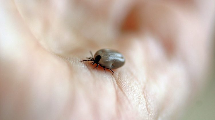 Person tests positive for Lyme disease